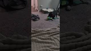 Video preview image #1 French Bullhuahua Puppy For Sale in Virginia Beach, VA, USA