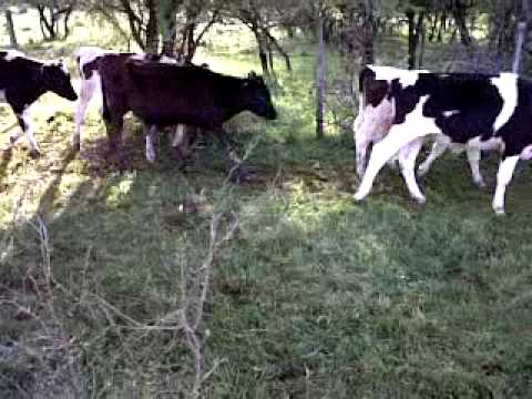 200 terneros holando