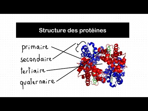 Protein Structure (Primary, Secondary, Tertiary, Quaternary) | Biochemistry
