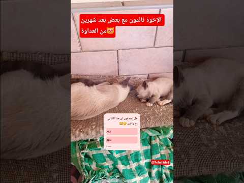 سبحان من ألف بينهما بعد كر*ه شديد @7chahida2 #قطط #اكسبلور #عالم القطط #cover #music #songco
