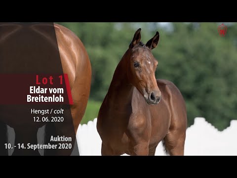Online-Auktion v. 10.-14. 09.2020 Lot 1 Eldar vom Breitenloh Hengst v. Eldorado van de Zeshoek-Darco