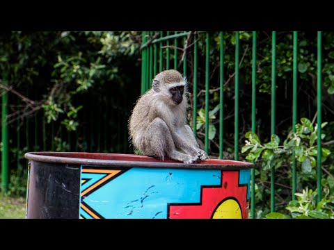 TAILS OF HOPE: The  Plight of the Vervet Monkey
