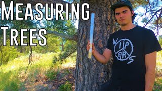 How To Measure A Champion Tree