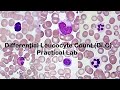 Differential Leucocyte Count DLC Practical Lab