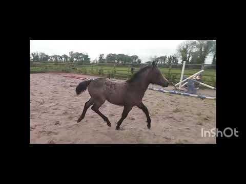 DUN COLT FOAL - Image 2