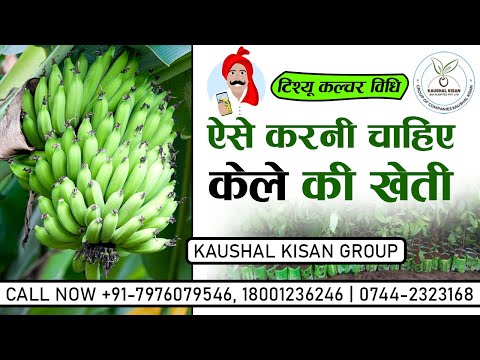 Banana Tissue Culture Plant