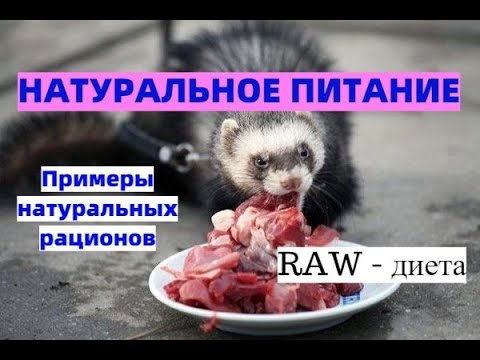 Натуральное кормление / RAW - питание / Примеры натуральных рационов / Кормление мясом