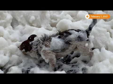 狗狗在英國海岸線上跳著海泡衫，這是要跳樓嗎？ (Dog jumps in sea foam on English coastline)