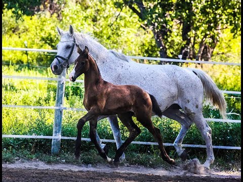 2018 Bernay Colt