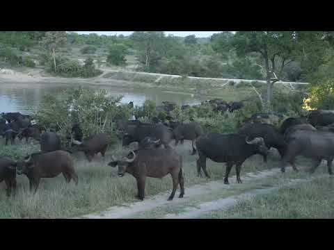 Djuma: Large Buffalo herd comes to the dam area-Pt:1 - 18:18 - 11/02/20
