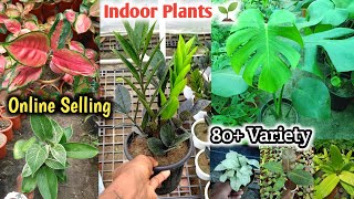 Holesale & Retail Indoor Plants Online Selling 🌱|| Kolkata Best Nursery 🪴||All India Delivery Plants