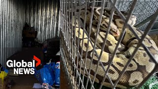 Dead pythons found inside storage unit in Peterborough