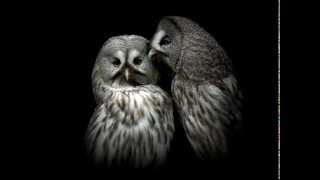 Legendary Pink Dots - This One-Eyed Man Is King