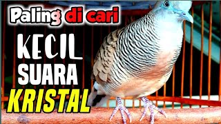 Download lagu paling DI CARI perkutut lokal suara kristal - sangat ampuh untuk PIKAT dan PANCINGAN. mp3