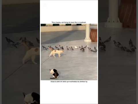 The Cheeky Cat Living It's Best Life In Madina...❤️💯 #madinamunawarah #madinekibaatein #saudiaarbia