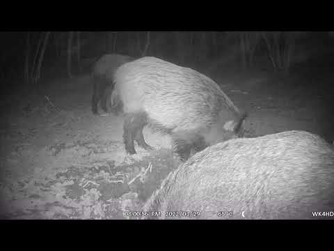 Sauen auf der Suhle - Keiler ansprechen