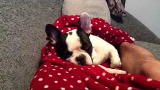 Merry Christmas from Pepe the French Bulldog (9 months)