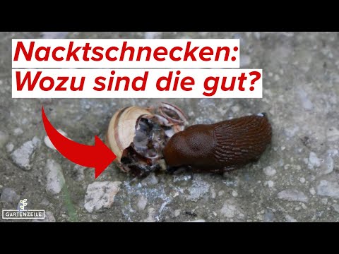 Wozu sind Nacktschnecken gut?