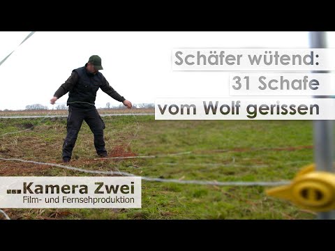 , title : 'Trotz Spezial-Elektrozaun: Wolf tötet 31 Schafe | Kamera Zwei'
