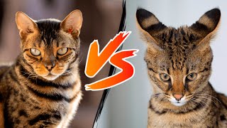 Bengal vs Savannah Cat COMPARISON 🐈🐆 (Personality, Size & Care) | Which BREED is BETTER