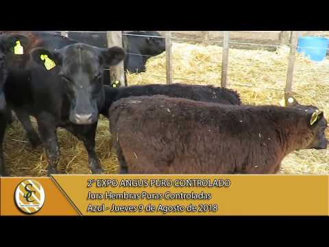 09-08-18 Jura Hembras - Expo Angus Puro Controlado - Azul