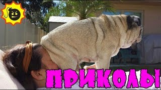 Приколы с животными 2018 Угарные и Смешные Видео Про Собак и Кошек Смешные животные 2018 Funny Pets