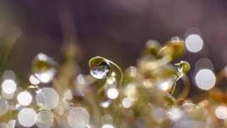 صورة من شرح مختصر قواعد الإعراب لابن هشام / الشيخ عبد الله الفوزان / 4 #الفوزان #قواعد #الاعراب #ابن_هشام