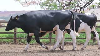 LOTE 35 - 1275 1262