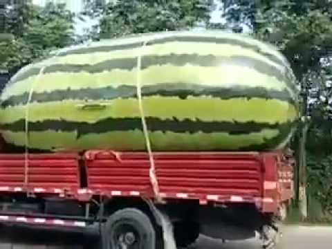 Bostan/Shalqi  (sa e gjith bot hahaha)