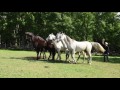 Arabian Liberty Horses