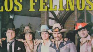 Los Felinos Arreando La Mula