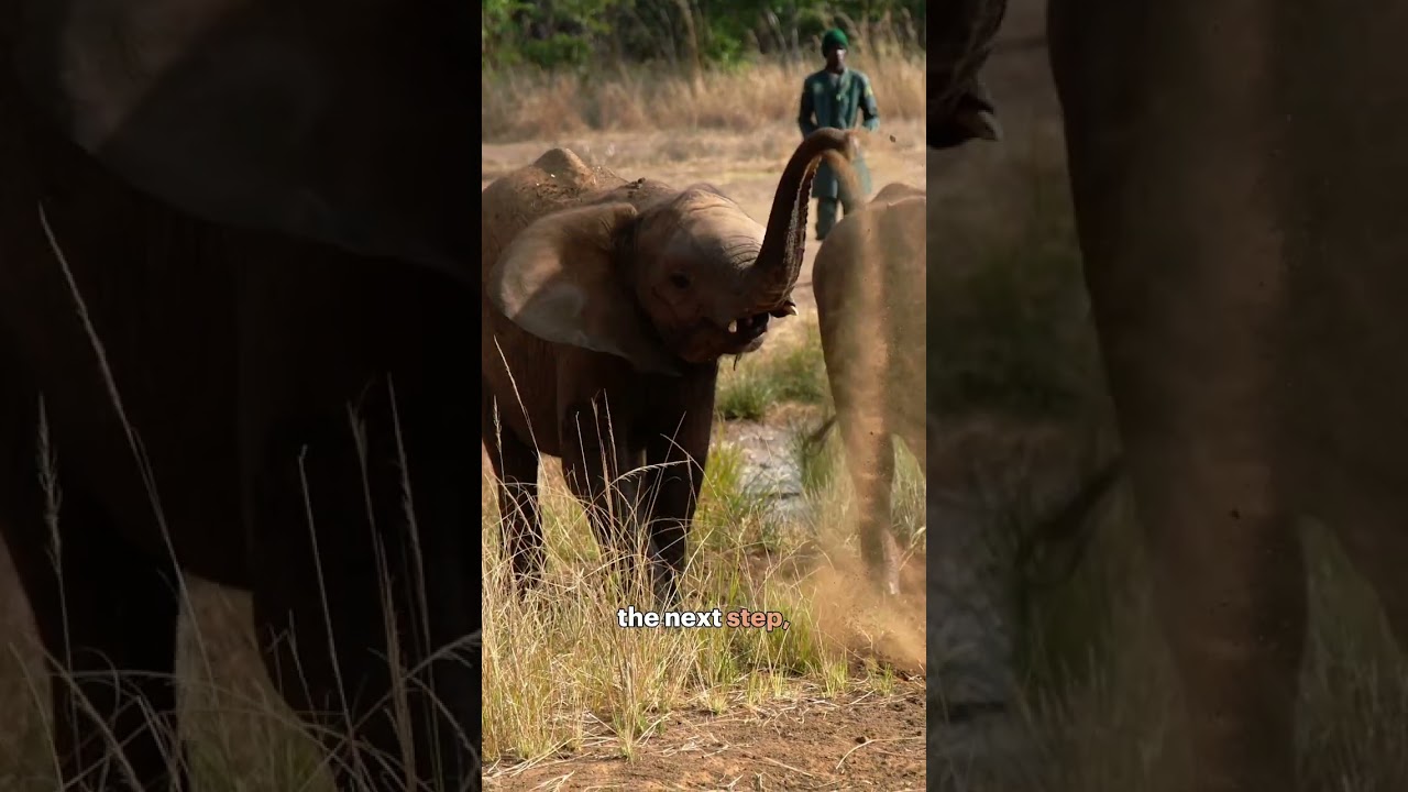 Rescued, healed, and ready to roam: Ndewa's story