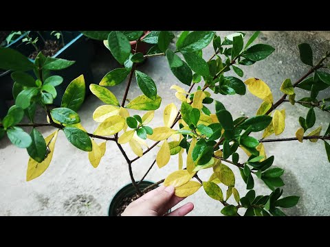 斑葉梔子花