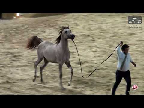 N 122 KAYAN AL NAYEF   Al Marasem Rabab AH Championship 2025   Yearling Colts   Section A Class 6A