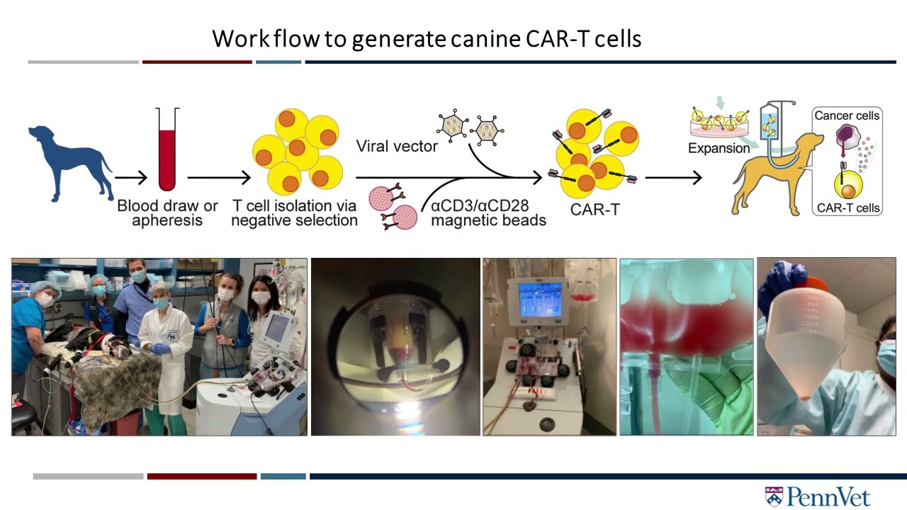 The Future of Autologous and Allogeneic Cellular Therapies in Veterinary Medicine   Keynote Lecture