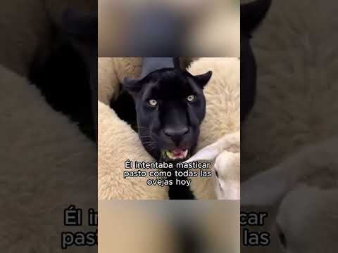 Овцы спасли детеныша пантеры и вырастили его