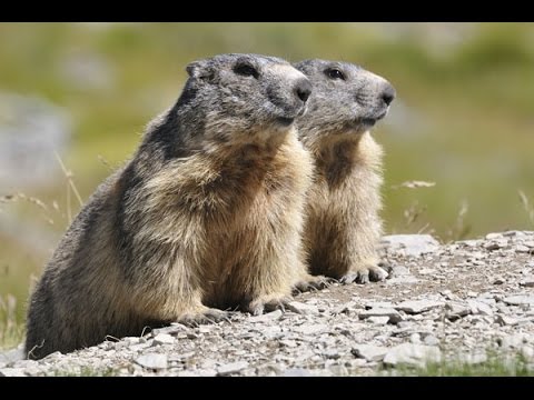 pourquoi la marmotte hiberne-t-elle