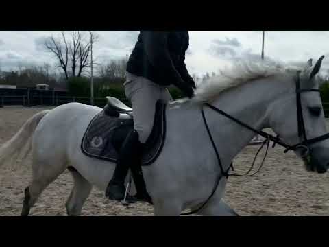 5yr gelding up to date x cornet obolensky