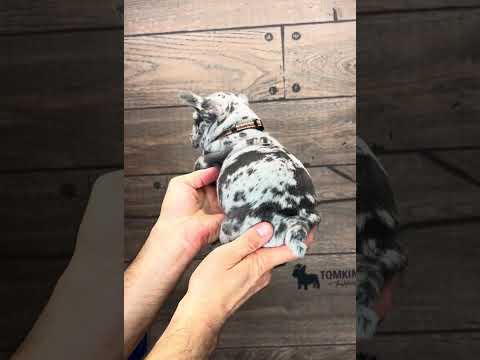 Video 1