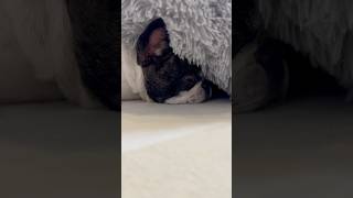 愛犬なりに考えた結果こうなりました