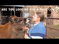 Family Milk Cow / What you need to know (before buying one)
