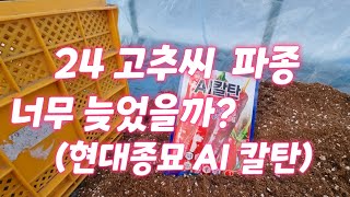 [영농일지] 24 고추씨 파종. 지금 하면 너무 늦은걸까?  현대종묘 AI 칼탄.