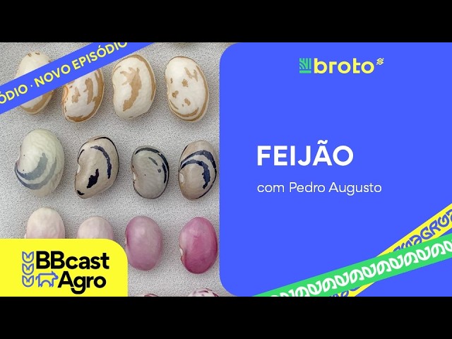Feijão: quebra de safra, oferta restrita e preços em destaque | BBCast Agro – 24/06/2026