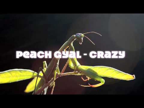 PEACH GYAL - CRAZY (ALACLAIR RIDDIM) FEAT DJ FADE WIZARD
