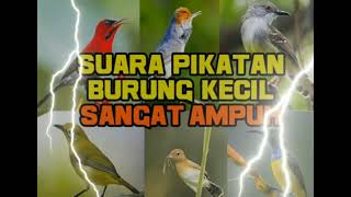 Download lagu suara pikat burung kecil jitu..., pasti pada turun. mp3