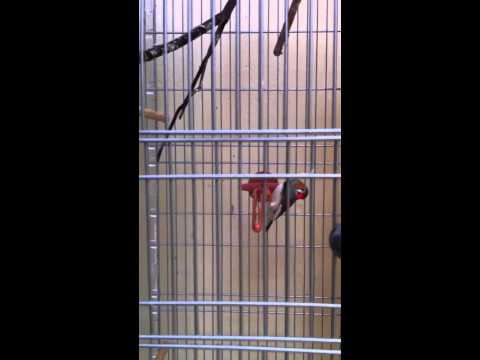 My crazy zebra finches