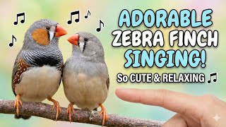 Download lagu Suara Burung Finch Ini Membuktikan Sesuatu yang Luar Biasa mp3