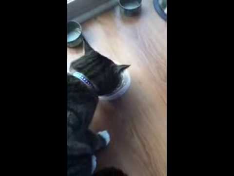 Funny cat making weird noises while he eats his food