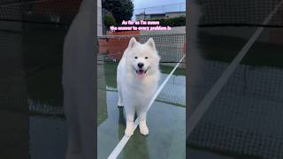 Problem solved 🐻‍❄️💕 #dog #samoyed #サモエド #youtubeshorts #shorts