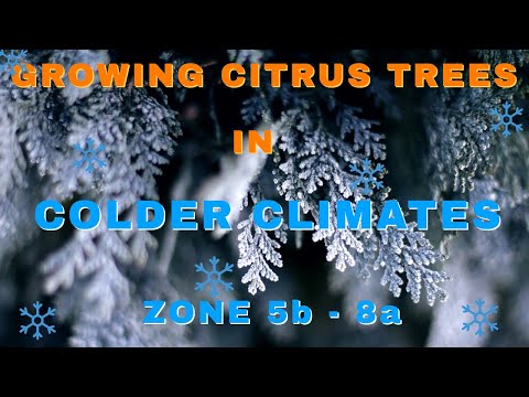 image-Are kumquats cold hardy?